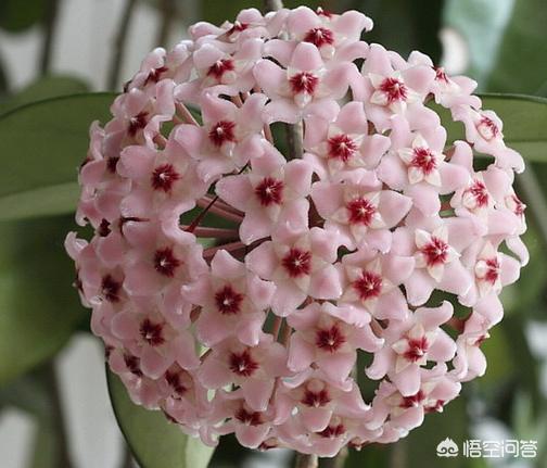 心形球兰图片养殖方法:家庭养殖长寿花，一直不开花是什么原因？不孕蕾该怎么办？