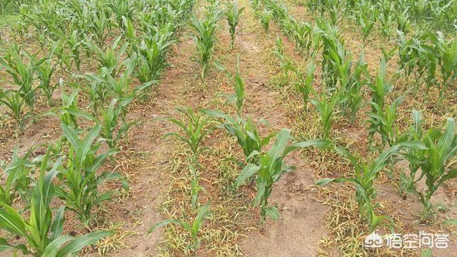 玉米田第一遍除草剂草没有死。现在草大了，应该用什么样除草剂效果好？