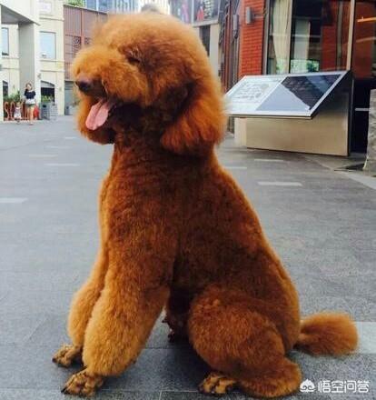 比特犬咬死藏獒的视频:十只小泰迪犬可以打赢一只成年比特犬吗？