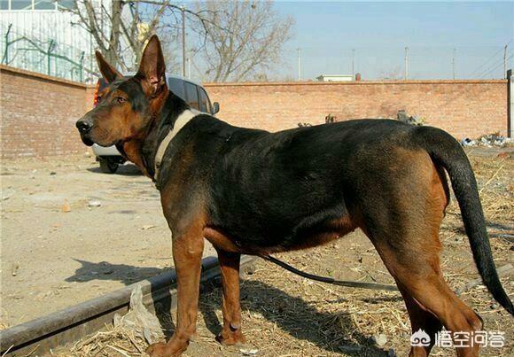 爱斯基摩犬 价格:养宠物的月花费是多少呢？有没有推荐的犬种？