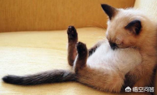 爱洗澡的猫猫视频:小朋友爱洗澡的视频 听说猫咪从小培养洗澡的习惯会比较好，该如何培养？