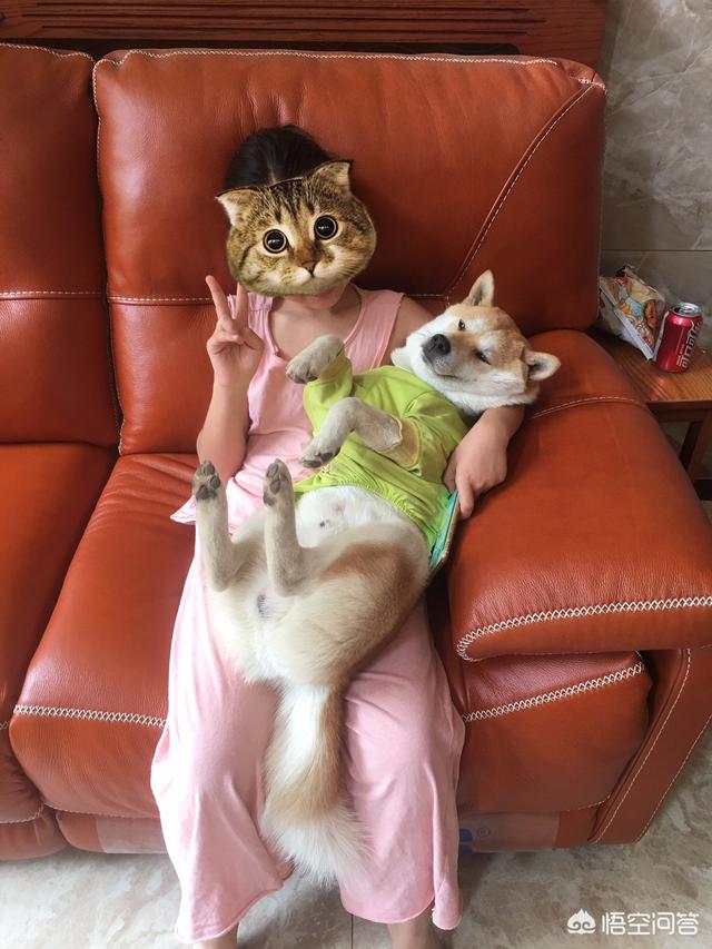 为什么现在有很多人喜欢养柴犬？