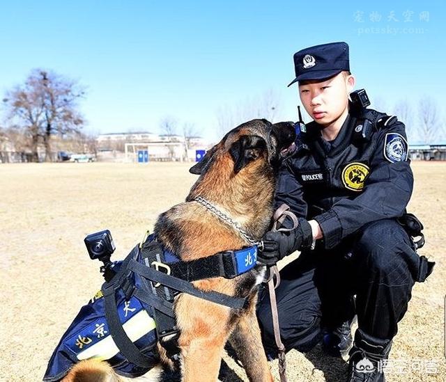 哈士奇 狼:哈士奇为什么不适合做警犬？