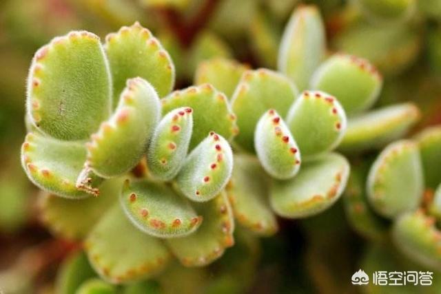 熊童子烂叶:多肉植物熊童子脏了该怎么办呢？