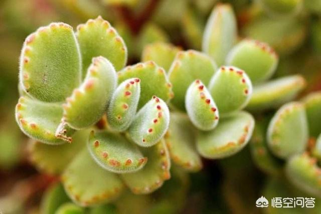 多肉熊童子有臭味吗:多肉植物熊童子夏天容易养殖吗？它会在什么情况下掉叶子？