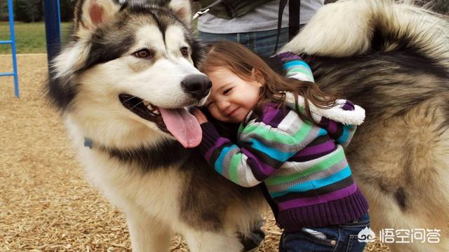 阿拉斯加犬图片:阿拉斯加雪橇犬为何在中国如此受欢迎？