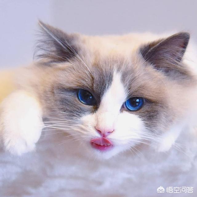 不爽猫玩偶:猫咪为什么会突然翻脸咬人？