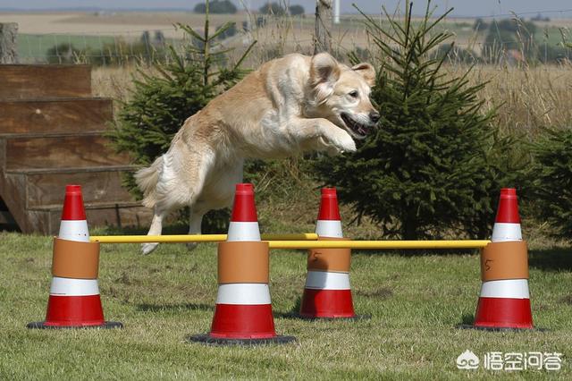 金毛犬怎么训练握手:捡到一只流浪金毛怎么养？