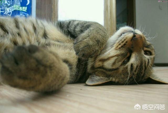 中华狸花猫:中华狸花猫跟名贵的宠物猫差别在哪？ 中华狸花猫多少钱一只