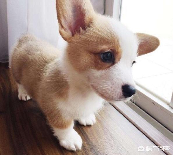 柯基多少钱一只:买一只柯基犬需要多少钱？
