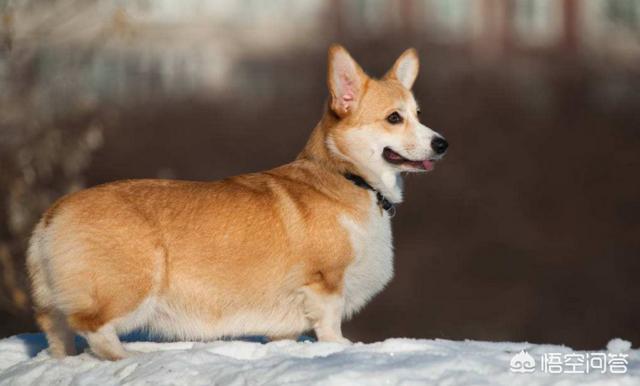 柯基多少钱一只:买一只柯基犬需要多少钱？