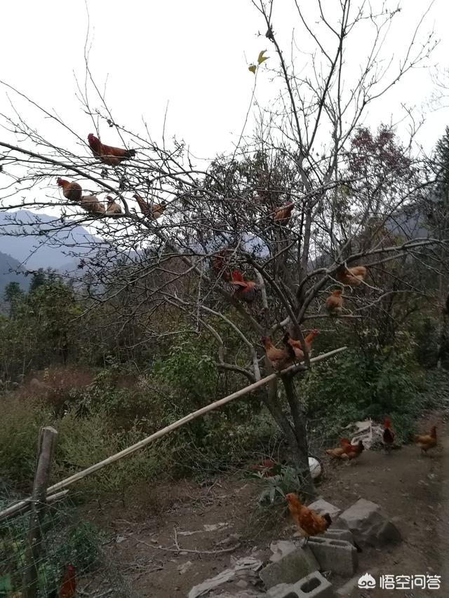 散养鸡视频:散养土鸡，每个阶段如何喂食？200只鸡一天喂多少斤食物？