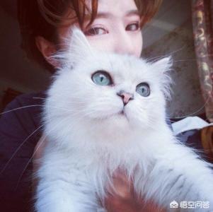 我朋友是猫里奥:没能力养猫却带走流浪猫我是不是做错了？