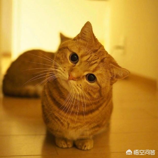 猫天天:为什么猫每天早上都在固定时间喵喵叫？