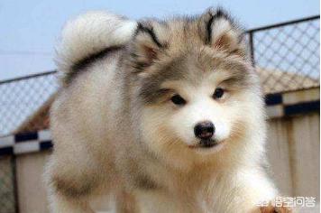 阿拉斯加幼犬大概什么价位，阿拉斯加狗狗是大点的贵还是小点的贵应该如何选择