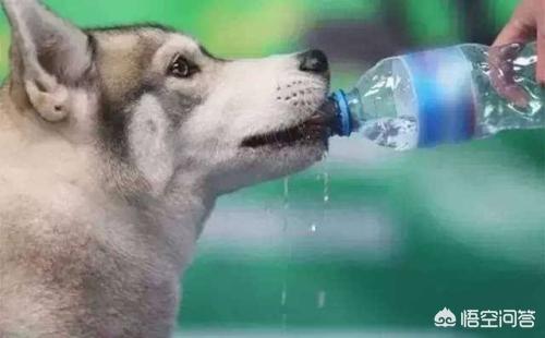 阿拉斯加狗:教你如何挑选阿拉斯加幼犬？