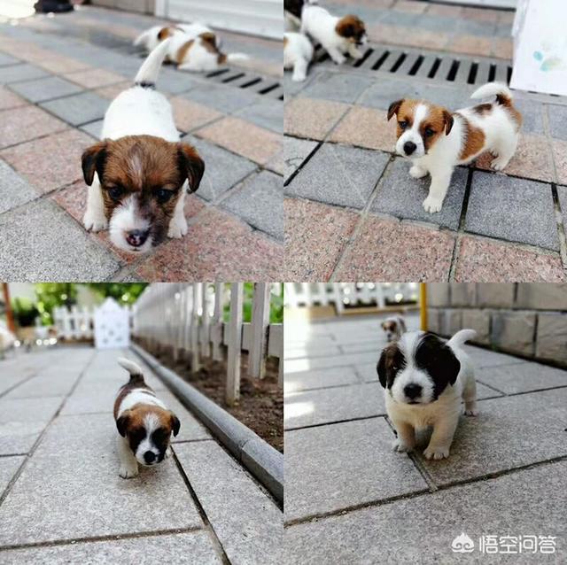 杭州哪里有宠物公园:杭州一宠物游泳池火了，狗狗208元游一次，你怎么看？