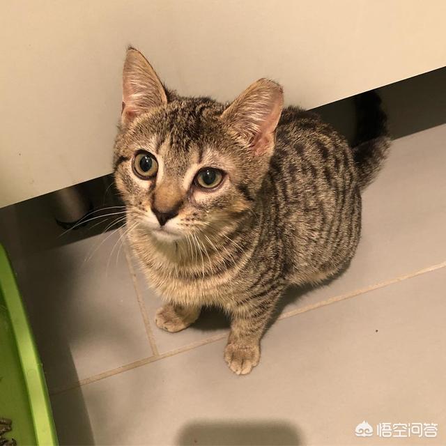 打小猫:打了猫后应该怎么培养感情？