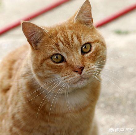 圣诞节狗狗咖啡厅推文:当单身狗遇上圣诞节，夸年夜，怎么过？