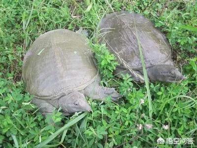 珍珠鳖一年吃多少食物:俗语说乌龟是王八，乌龟、甲鱼跟鳖如何归类？