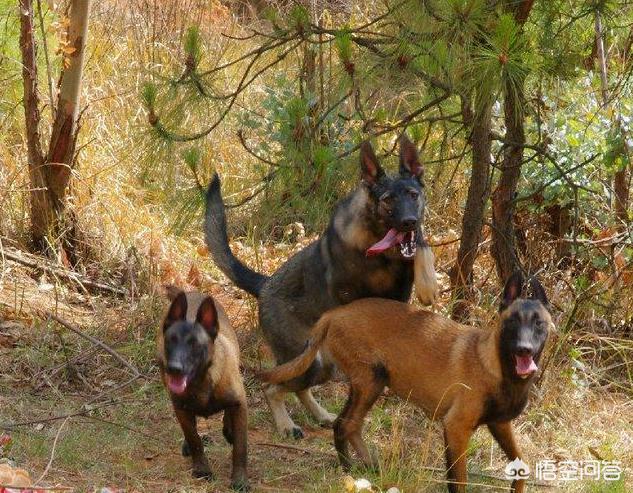 昆明犬图片:昆明犬有什么“可怕”的地方，不值得人们饲养？