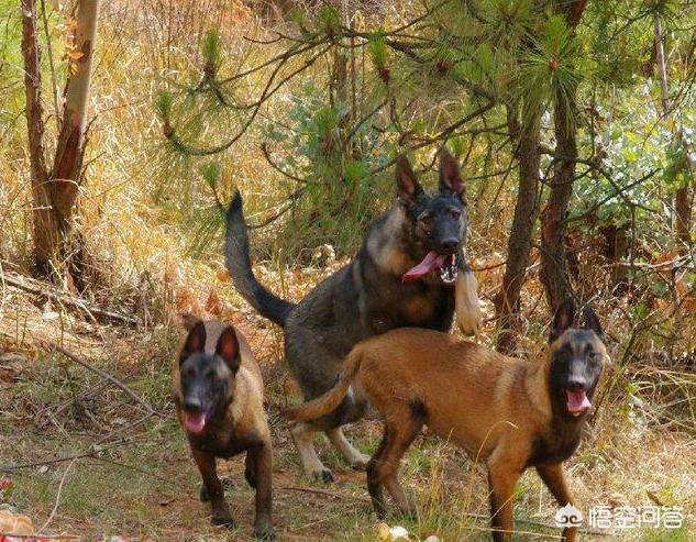 昆明犬和狼狗打架视频:昆明犬真的不如马犬、德国牧羊犬吗？到底哪个好？