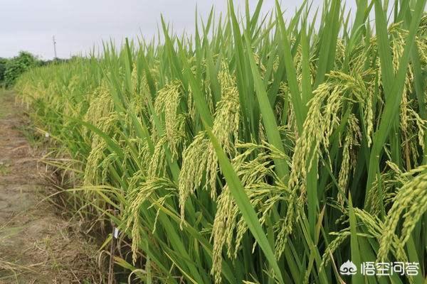 山田优香:袁隆平老先生搞出来的水稻都种在哪里了，一年的产量有多少啊？