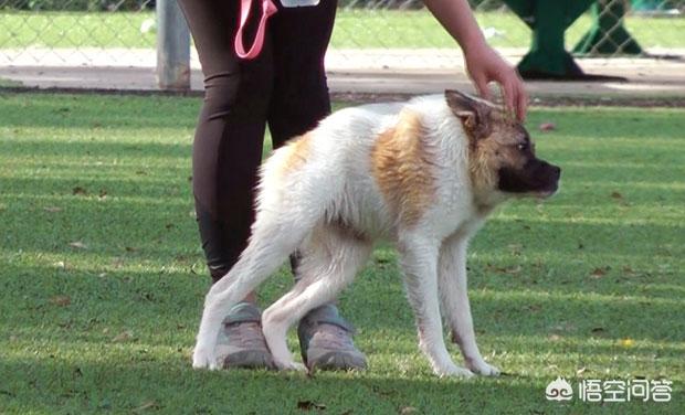 川东猎犬青龙配种:狗的纯种繁殖和杂交繁殖，哪种对狗的进化更有利？