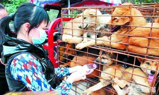 天津市爱狗网:一些爱狗人士身上有哪些缺点？
