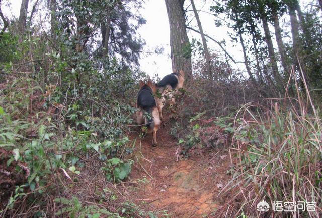 西德牧羊犬视频:住在大山里面适合养德国牧羊犬吗，狗会害怕这种环境吗？