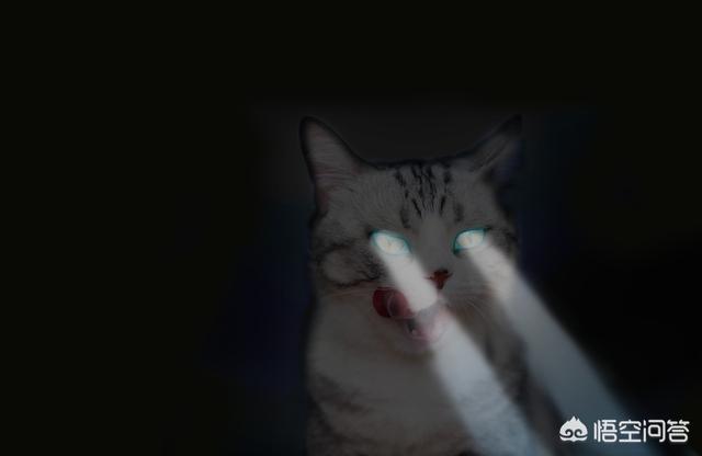 为什么猫咪的眼睛在夜间会“发光”？