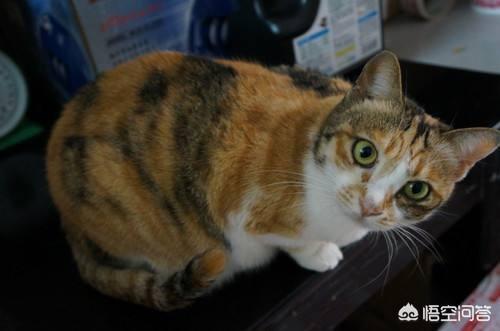 日本田园猫图片笑容:想咨询图片里的是什么品种的猫咪？