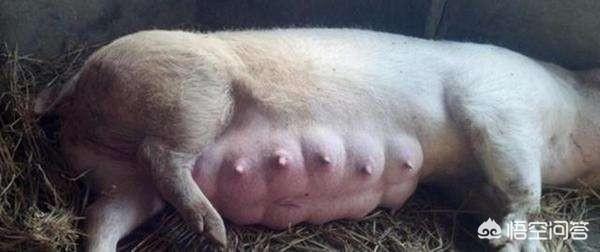 怎样判断母猪是否得了乳房炎