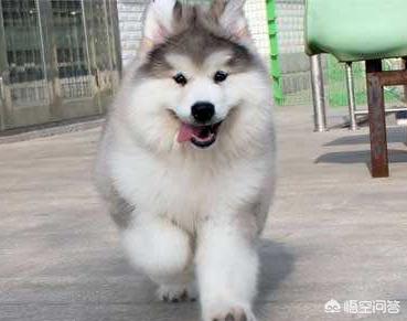 出售阿拉斯加克利凯犬:一只阿拉斯加犬幼崽大概需要多少钱？一个月要花费多少？