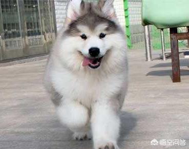 阿拉斯加犬幼犬价格,阿拉斯加幼犬大概什么价位？