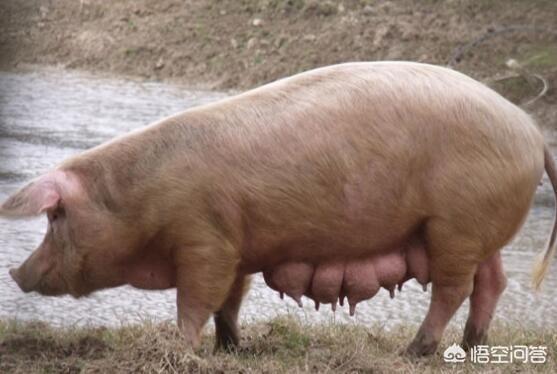 头条问答 - 断奶前后的母猪需要注意哪些事情?(5个回答)