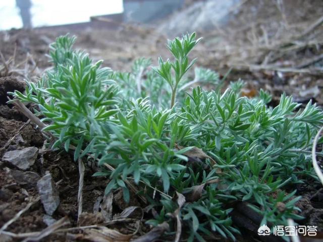 宝宝喝金棘水有什么好处，有的人说给宝宝喝茵陈水能清湿气退黄疸，真的有效吗