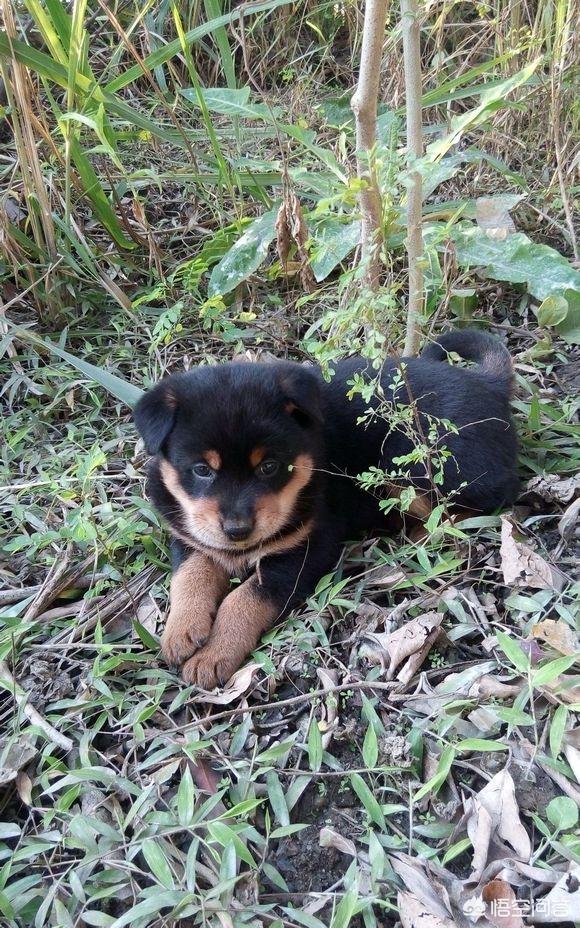 头条问答 - 四眼狗跟土狗是同一个品种吗?(6个回答)