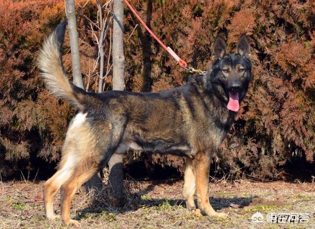 昆明犬图片:昆明犬与东德牧羊犬哪个好？为什么？
