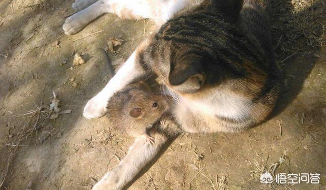 超萌猫猫版打地鼠:宠物猫放到野外能自己捉老鼠吗？ 猫猫打地鼠游戏
