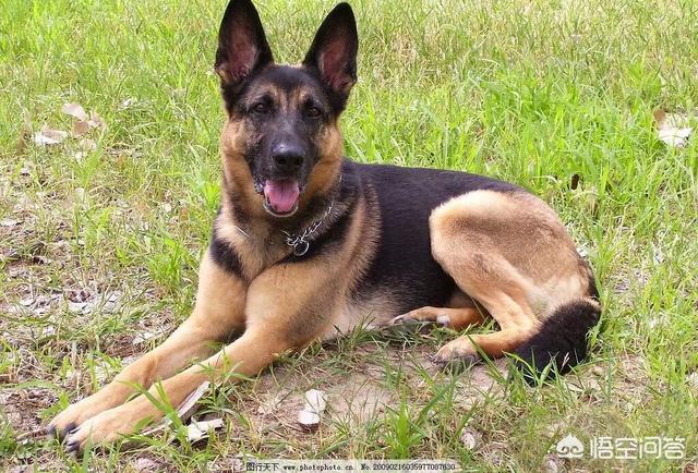 几种适合家养的大型犬:我想养只大型犬，请问什么犬又听话又有灵性还护主？