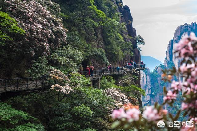 相思鸟图片:登三清山累，还是黄山累？