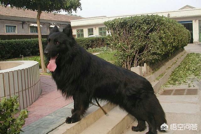 中国名犬:我国四大狼犬是哪几种狼犬，各自的实力如何？ 中国名犬有哪些品种