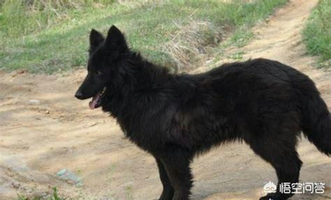 爱斯基摩犬 价格:养宠物的月花费是多少呢？有没有推荐的犬种？