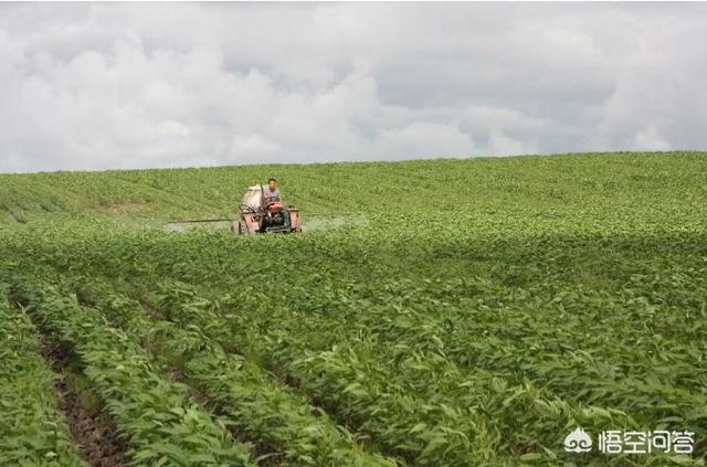 大豆网首页，种植大豆时，用什么种植方法能提高大豆的产量