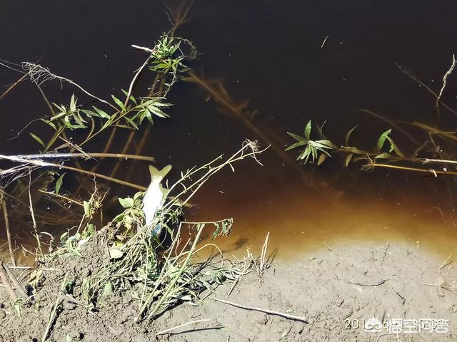 启东王子:南通苏通园区的房该不该买