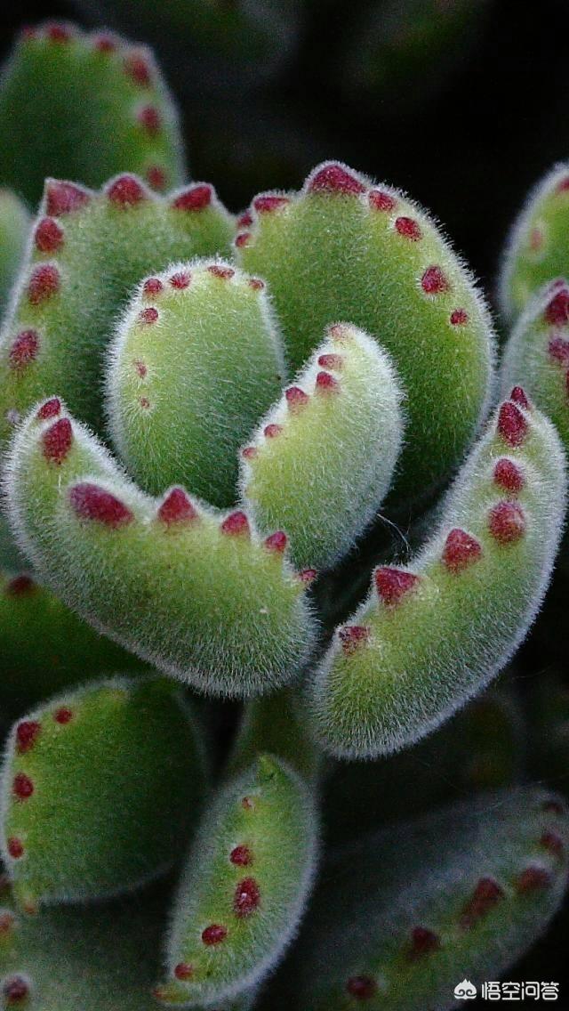 熊童子烂叶:多肉植物熊童子脏了该怎么办呢？