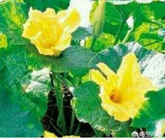 头条问答 南瓜光开花不结瓜 这是怎么回事 15个回答