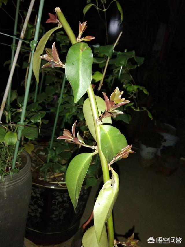 头条问答 - 什么是叶仙?怎么养?(48个回答)