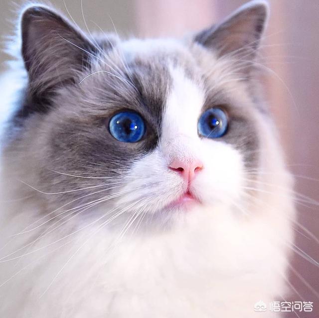 不爽猫玩偶:猫咪为什么会突然翻脸咬人？